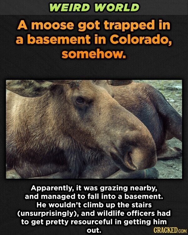 WEIRD WORLD A moose got trapped in a basement in Colorado, somehow. Apparently, it was grazing nearby, and managed to fall into a basement. Не wouldn't climb up the stairs (unsurprisingly), and wildlife officers had to get pretty resourceful in getting him out. CRACKED.COM