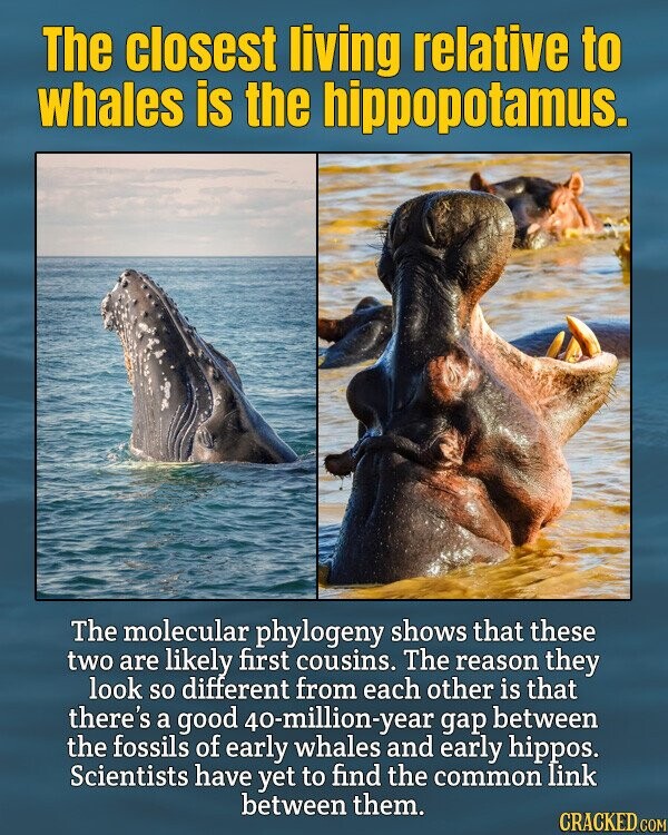 The closest living relative to whales is the hippopotamus. The molecular phylogeny shows that these two are likely first cousins. The reason they look so different from each other is that there's a good 40-million-year gap between the fossils of early whales and early hippos. Scientists have yet to find the common link between them. CRACKED.COM