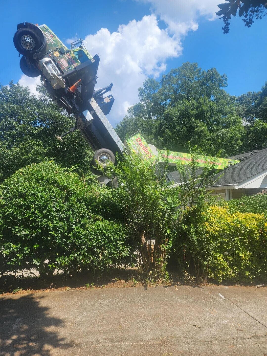 Tree Danilo's 678-964 678-988 8690