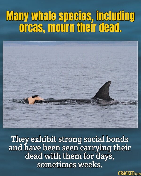 Many whale species, including orcas, mourn their dead. They exhibit strong social bonds and have been seen carrying their dead with them for days, sometimes weeks. CRACKED.COM