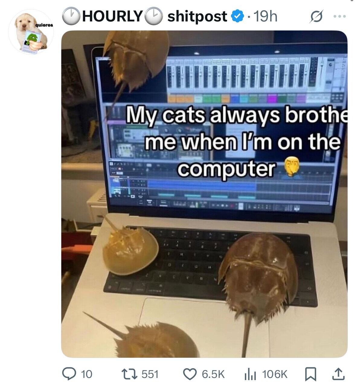 LA HOURLY shitpost 19h ... quieres My cats always brothe me when I'm on the computer 551 106K 10 6.5K 