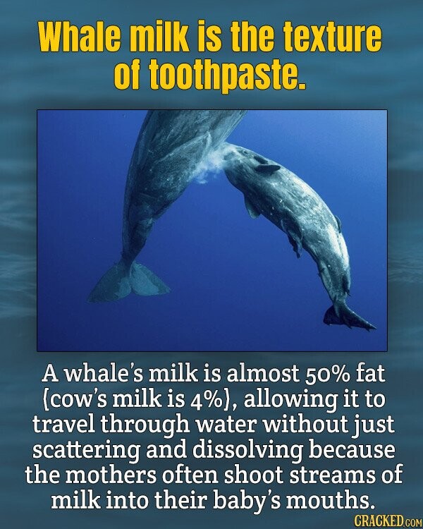 Whale milk is the texture of toothpaste. A whale's milk is almost 50% fat {cow's milk is 4%), allowing it to travel through water without just scattering and dissolving because the mothers often shoot streams of milk into their baby's mouths. CRACKED.COM