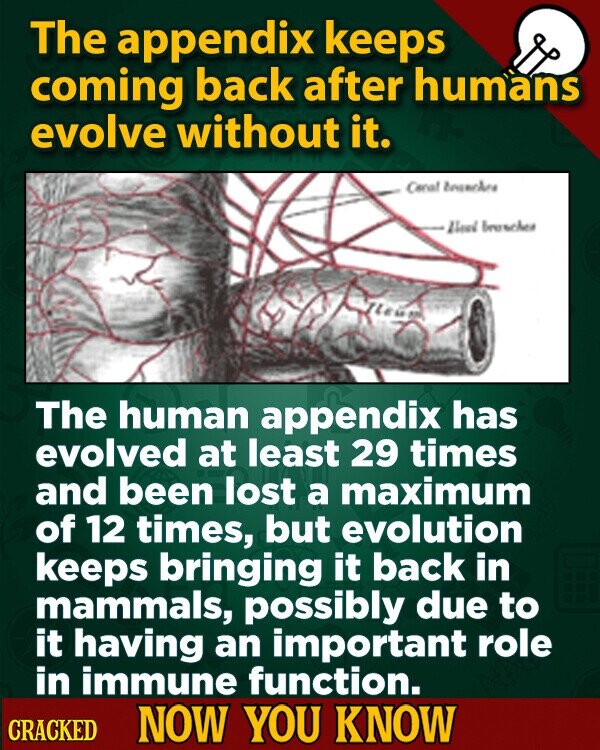 The appendix keeps coming back after humans evolve without it. Caral branchre Need brunchen The human appendix has evolved at least 29 times and been lost a maximum of 12 times, but evolution keeps bringing it back in mammals, possibly due to it having an important role in immune function. CRACKED NOW YOU KNOW
