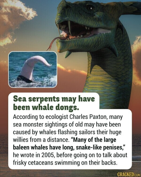 Sea serpents may have been whale dongs. According to ecologist Charles Paxton, many sea monster sightings of old may have been caused by whales flashing sailors their huge willies from a distance. Many of the large baleen whales have long, snake-like penises, he wrote in 2005, before going on to talk about frisky cetaceans swimming on their backs. CRACKED.COM