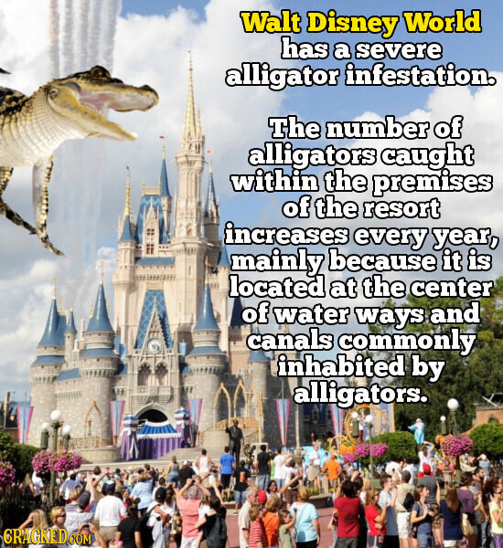 Walt Disney World has a severe alligator infestation. The number of alligators caught within the premises of the resort increases every year, mainly because it is located at the center of water ways and canals commonly inhabited by alligators. GRACKED.COM