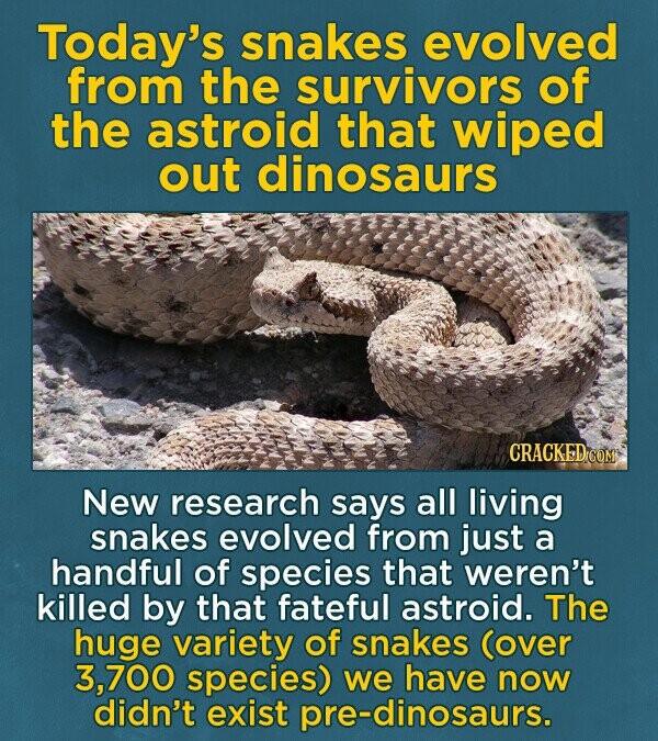Today's snakes evolved from the survivors of the astroid that wiped out dinosaurs CRACKED.COM New research says all living snakes evolved from just a handful of species that weren't killed by that fateful astroid. The huge variety of snakes (over 3,700 species) we have now didn't exist pre-dinosaurs.