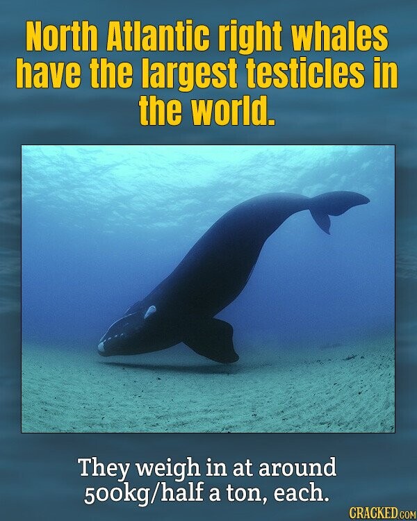 North Atlantic right whales have the largest testicles in the world. They weigh in at around 500kg/half a ton, each. CRACKED.COM