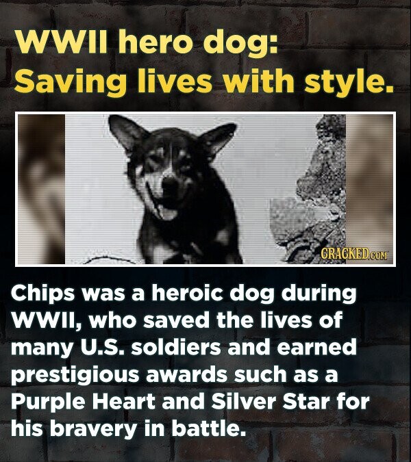 15 Times Animals In War Turned The Battlefield Upside Down | Cracked.com