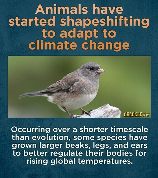 Animals have started shapeshifting to adapt to climate change CRACKED.COM Occurring over a shorter timescale than evolution, some species have grown larger beaks, legs, and ears to better regulate their bodies for rising global temperatures.