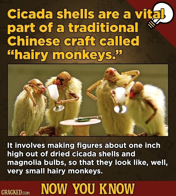 Cicada shells are a vital part of a traditional Chinese craft called hairy monkeys. It involves making figures about one inch high out of dried cicada shells and magnolia bulbs, so that they look like, well, very small hairy monkeys. NOW YOU KNOW CRACKED.COM