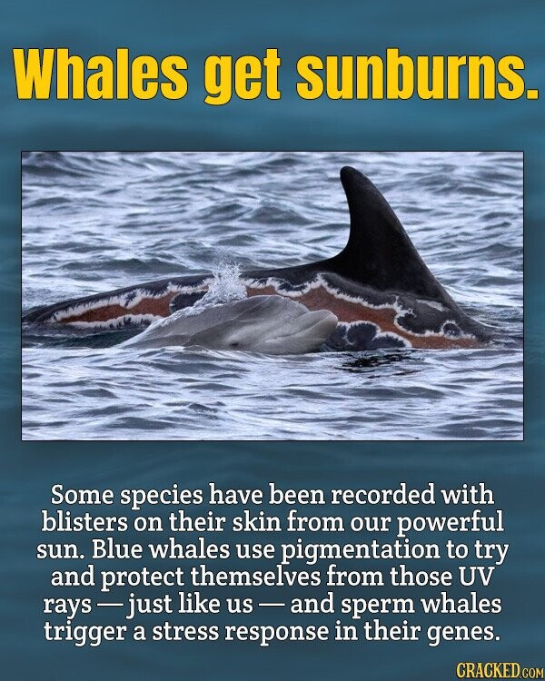 Whales get sunburns. Some species have been recorded with blisters on their skin from our powerful sun. Blue whales use pigmentation to try and protect themselves from those UV rays s j just like us s-and sperm whales trigger a stress response in their genes. CRACKED.COM