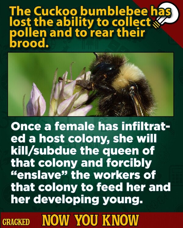 The Cuckoo bumblebee has lost the ability to collect pollen and to rear their brood. Once a female has infiltrat- ed a host colony, she will kill/subdue the queen of that colony and forcibly enslave the workers of that colony to feed her and her developing young. CRACKED NOW YOU KNOW