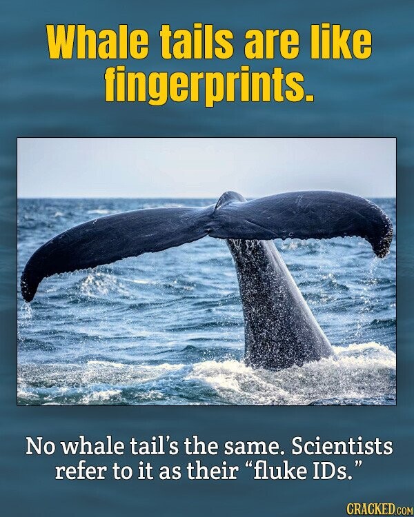 Whale tails are like fingerprints. No whale tail's the same. Scientists refer to it as their fluke IDs. CRACKED.COM