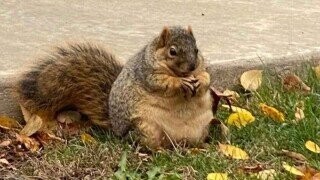 Lucky Squirrels That Hit the Pre-Hibernation Jackpot