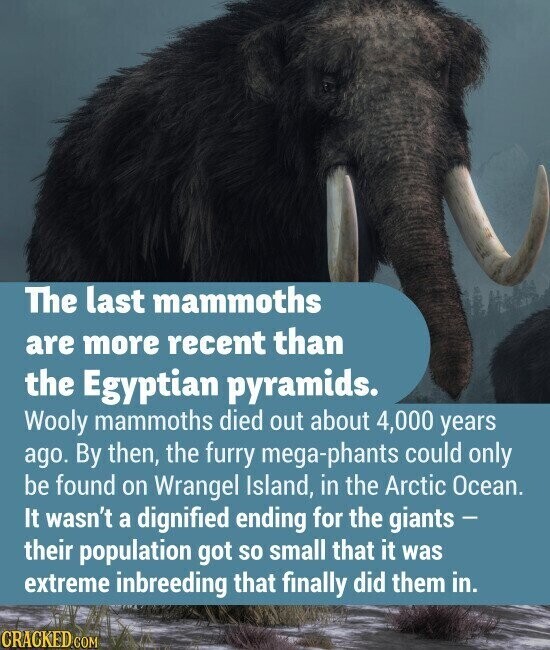 The last mammoths are more recent than the Egyptian pyramids. Wooly mammoths died out about 4,000 years ago. By then, the furry mega-phants could only be found on Wrangel Island, in the Arctic Ocean. It wasn't a dignified ending for the giants - their population got so small that it was extreme inbreeding that finally did them in. CRACKED.COM