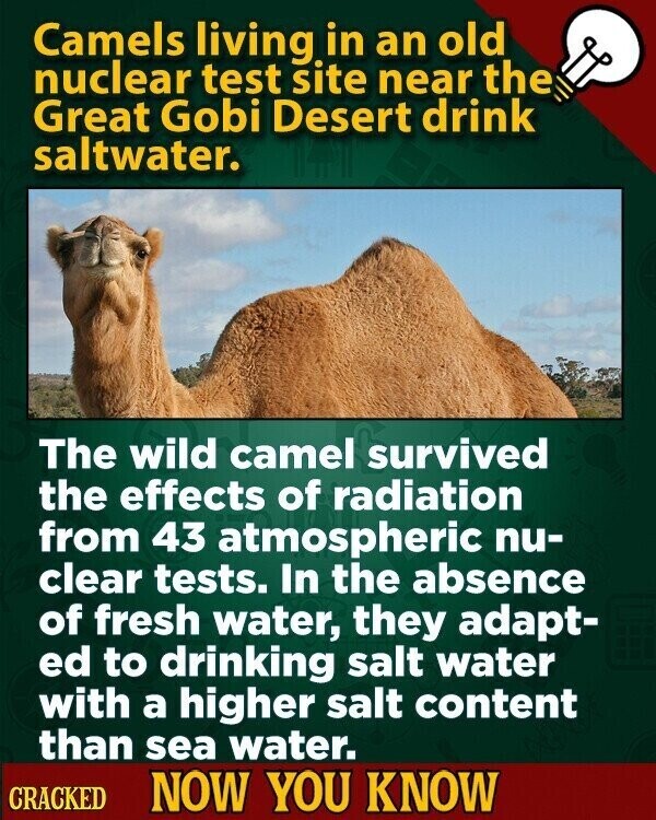 Camels living in an old nuclear test site near the Great Gobi Desert drink saltwater. The wild camel survived the effects of radiation from 43 atmospheric nu- clear tests. In the absence of fresh water, they adapt- ed to drinking salt water with a higher salt content than sea water. CRACKED NOW YOU KNOW
