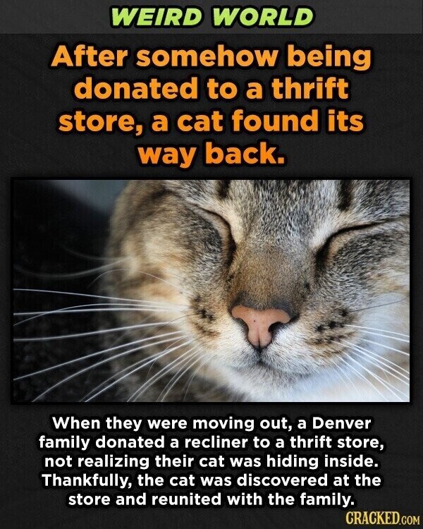 WEIRD WORLD After somehow being donated to a thrift store, a cat found its way back. When they were moving out, a Denver family donated a recliner to a thrift store, not realizing their cat was hiding inside. Thankfully, the cat was discovered at the store and reunited with the family. CRACKED.COM
