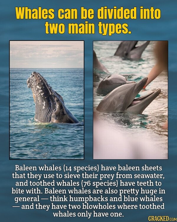 Whales can be divided into two main types. Baleen whales {14 species) have baleen sheets that they use to sieve their prey from seawater, and toothed whales (76 species) have teeth to bite with. Baleen whales are also pretty huge in general-think humpbacks and blue whales - and they have two blowholes where toothed whales only have one. CRACKED.COM