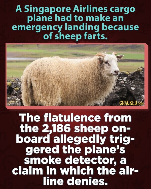 A Singapore Airlines cargo plane had to make an emergency landing because of sheep farts. CRACKED.COM The flatulence from the 2,186 sheep on- board allegedly trig- gered the plane's smoke detector, a claim in which the air- line denies.