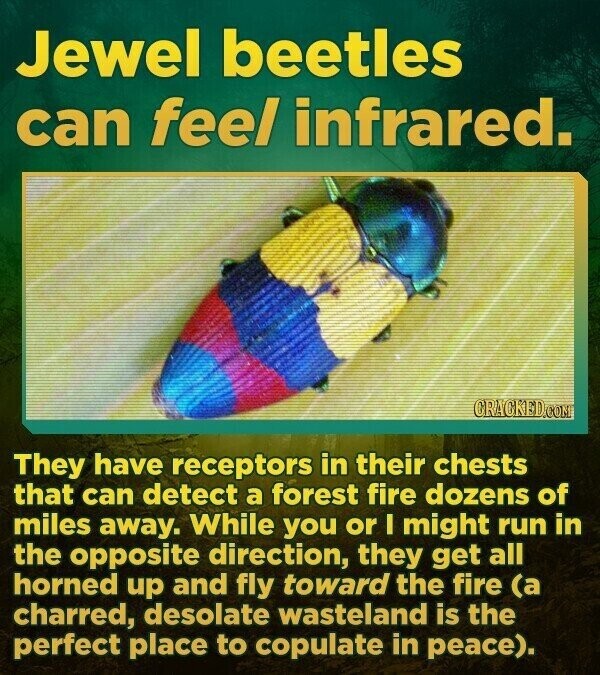 Jewel beetles can feel infrared. CRACKED.COM They have receptors in their chests that can detect a forest fire dozens of miles away. While you or I might run in the opposite direction, they get all horned up and fly toward the fire (a charred, desolate wasteland is the perfect place to copulate in peace).