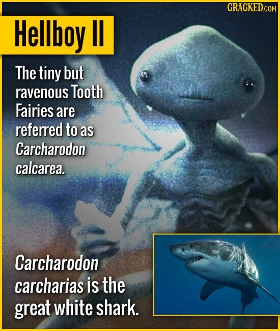Hellboy II The tiny but ravenous Tooth Fairies are referred to as Carcharodon calcarea. Carcharodon carcharias is the great white shark.