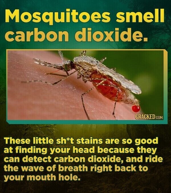 Mosquitoes smell carbon dioxide. CRACKED.COM These little sh*t stains are so good at finding your head because they can detect carbon dioxide, and ride the wave of breath right back to your mouth hole.