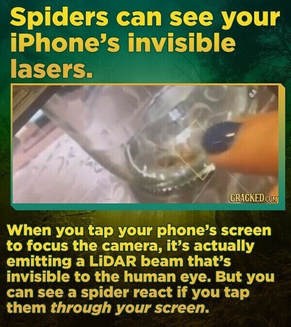 Spiders can see your iPhone's invisible lasers. CRACKED.COM When you tap your phone's screen to focus the camera, it's actually emitting a LiDAR beam that's invisible to the human eye. But you can see a spider react if you tap them through your screen.