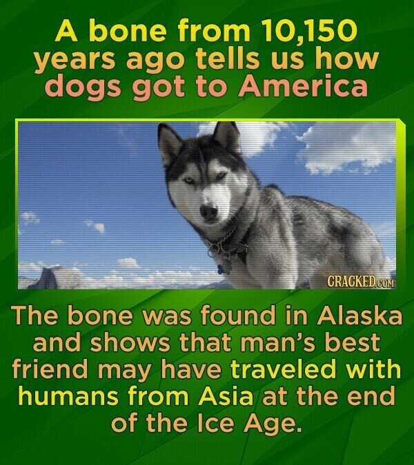 A bone from 10,150 years ago tells us how dogs got to America CRACKED.COM The bone was found in Alaska and shows that man's best friend may have traveled with humans from Asia at the end of the Ice Age.