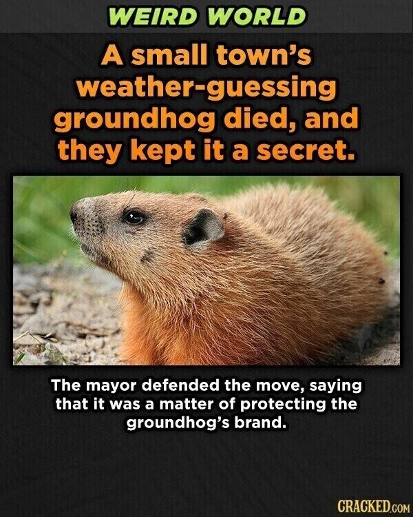 WEIRD WORLD A small town's weather-guessing groundhog died, and they kept it a secret. The mayor defended the move, saying that it was a matter of protecting the groundhog's brand. CRACKED.COM