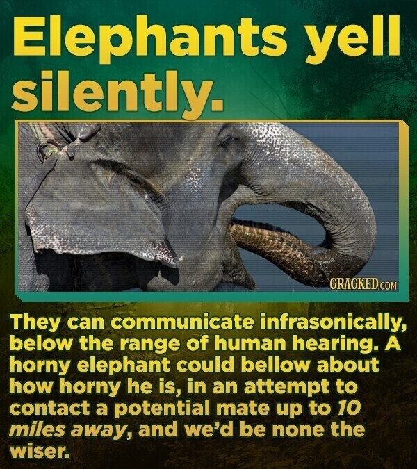 Elephants yell silently. CRACKED.COM They can communicate infrasonically, below the range of human hearing. A horny elephant could bellow about how horny he is, in an attempt to contact a potential mate up to 10 miles away, and we'd be none the wiser.