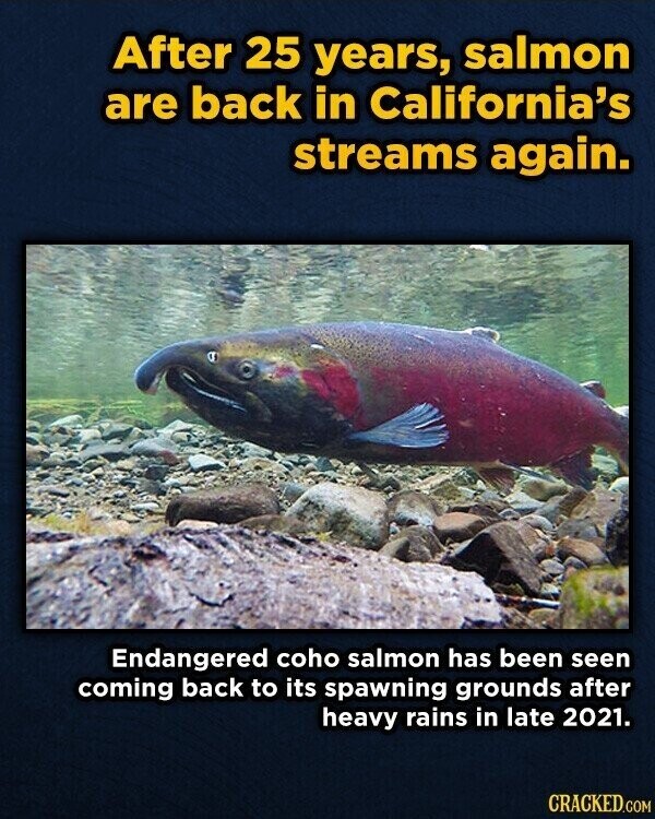 After 25 years, salmon are back in California's streams again. Endangered coho salmon has been seen coming back to its spawning grounds after heavy rains in late 2021. CRACKED.COM