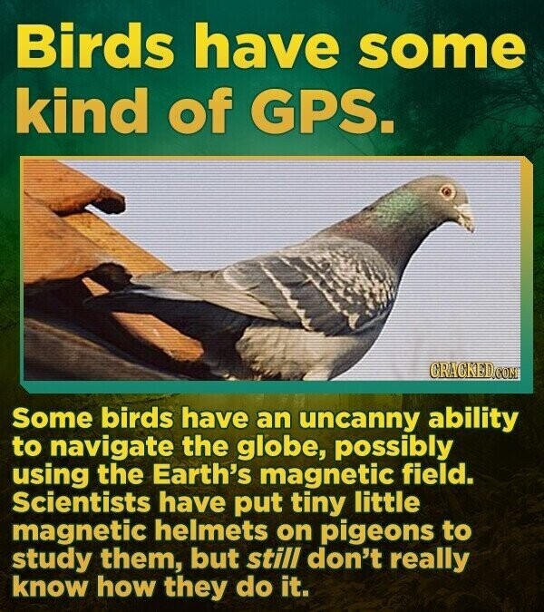 Birds have some kind of GPS. CRACKED.COM Some birds have an uncanny ability to navigate the globe, possibly using the Earth's magnetic field. Scientists have put tiny little magnetic helmets on pigeons to study them, but still don't really know how they do it.