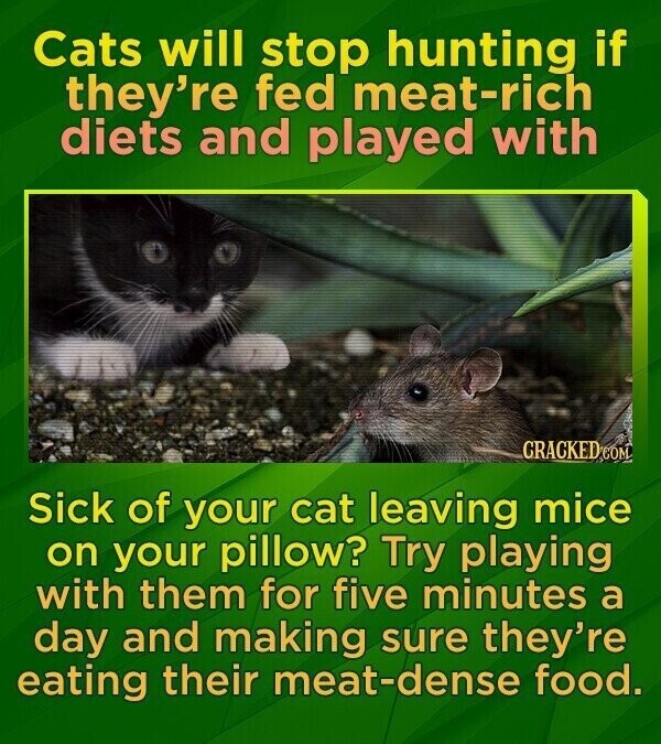 Cats will stop hunting if they're fed meat-rich diets and played with CRACKED COM Sick of your cat leaving mice on your pillow? Try playing with them for five minutes a day and making sure they're eating their meat-dense food.
