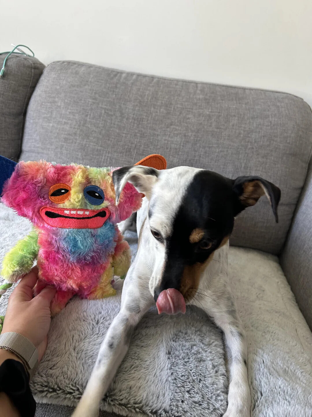 Animals Looking More Smug Than They Deserve to Be