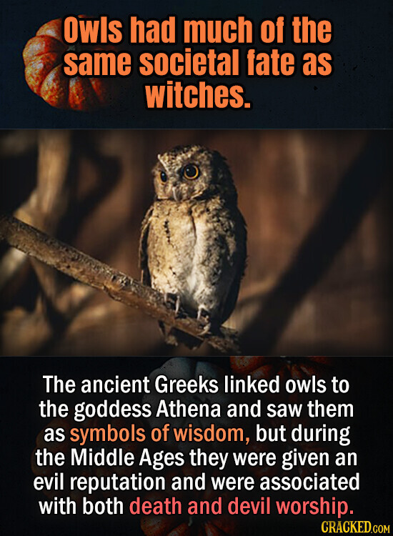 Owls had much of the same societal fate as witches. The ancient Greeks linked owls to the goddess Athena and saw them as symbols of wisdom, but during the Middle Ages they were given an evil reputation and were associated with both death and devil worship. CRACKED.COM