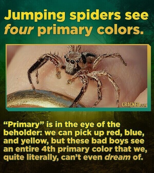 Jumping spiders see four primary colors. CRACKED.COM Primary is in the eye of the beholder: we can pick up red, blue, and yellow, but these bad boys see an entire 4th primary color that we, quite literally, can't even dream of.