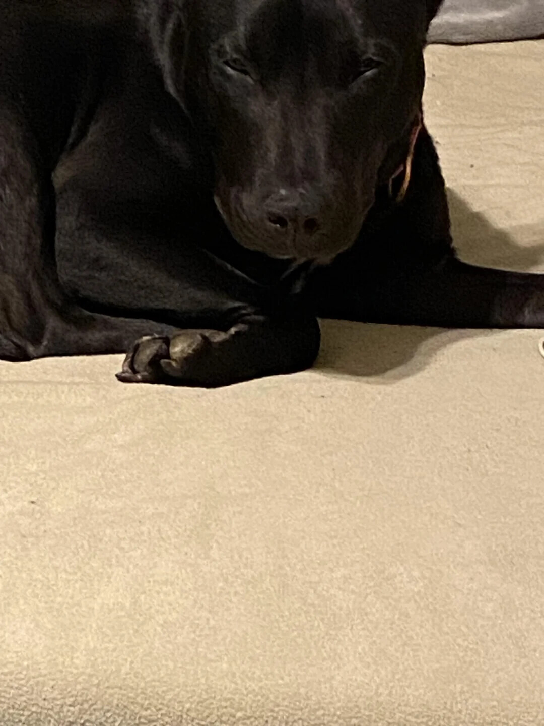 Animals Looking More Smug Than They Deserve to Be