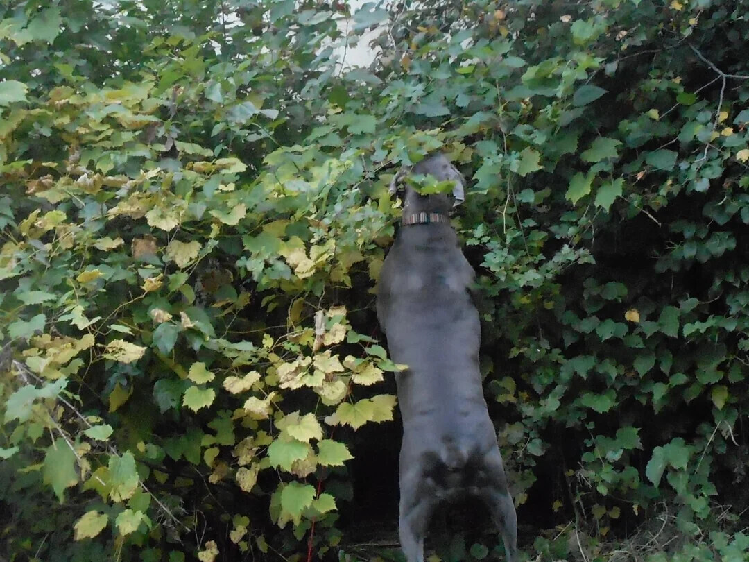 Animals Looking More Smug Than They Deserve to Be