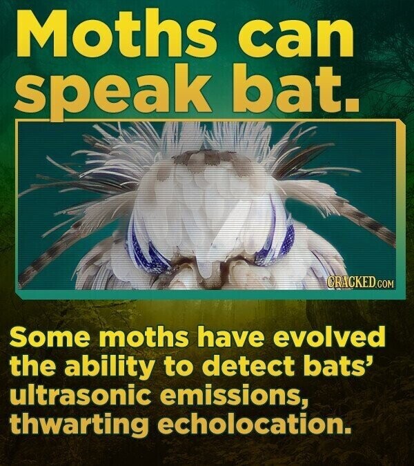 Moths can speak bat. CRACKED.COM Some moths have evolved the ability to detect bats' ultrasonic emissions, thwarting echolocation.