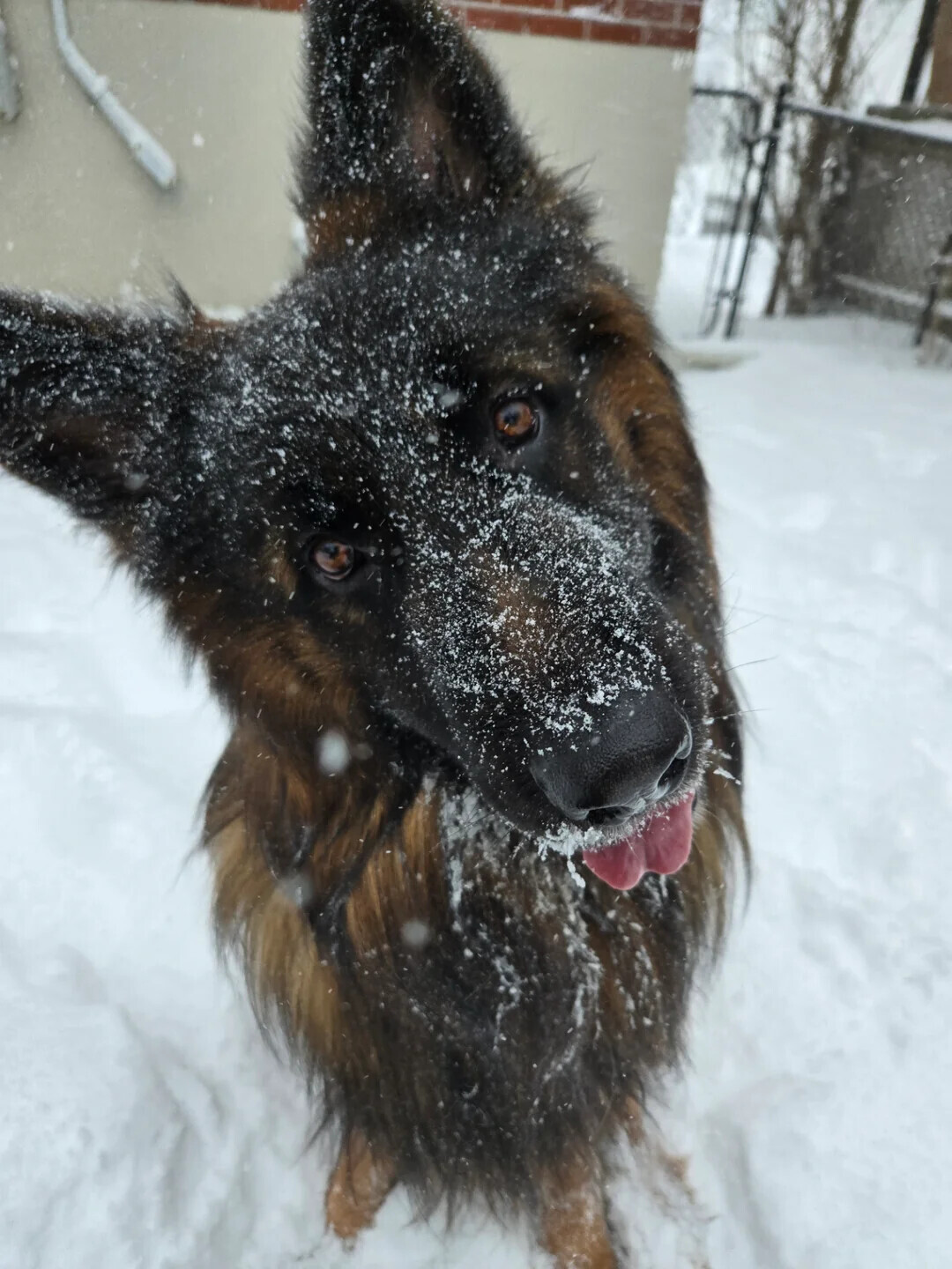 Animals Looking More Smug Than They Deserve to Be