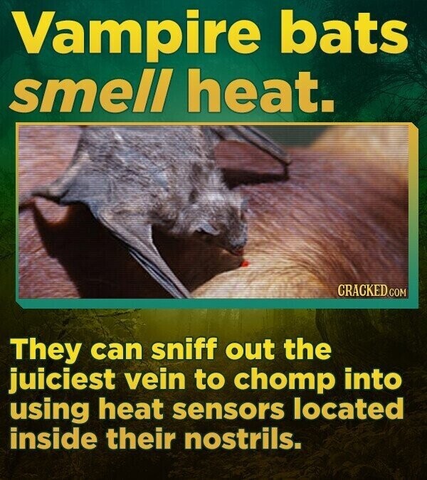 Vampire bats smell heat. CRACKED.COM They can sniff out the juiciest vein to chomp into using heat sensors located inside their nostrils.