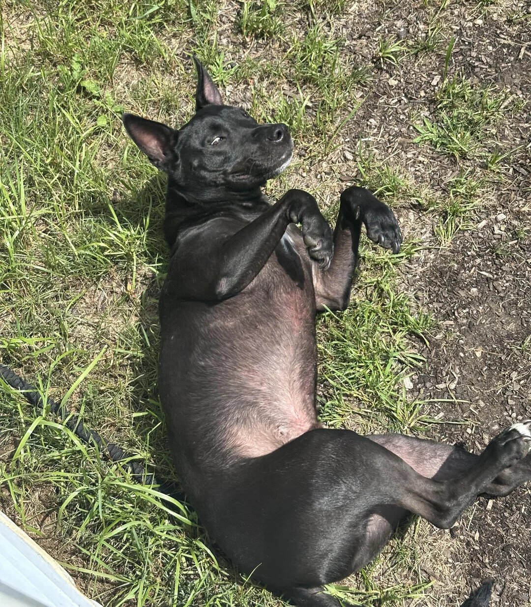 Animals Looking More Smug Than They Deserve to Be