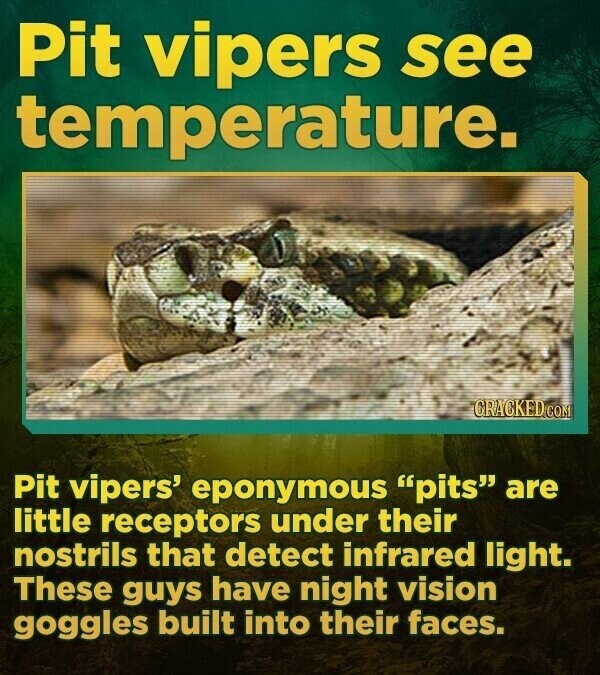 Pit vipers see temperature. CRACKED.COM Pit vipers' eponymous pits are little receptors under their nostrils that detect infrared light. These guys have night vision goggles built into their faces.