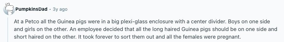 PumpkinsDad Зу ago At a Petco all the Guinea pigs were in a big plexi-glass enclosure with a center divider. Boys on one side and girls on the other. An employee decided that all the long haired Guinea pigs should be on one side and short haired on the other. It took forever to sort them out and all the females were pregnant. 