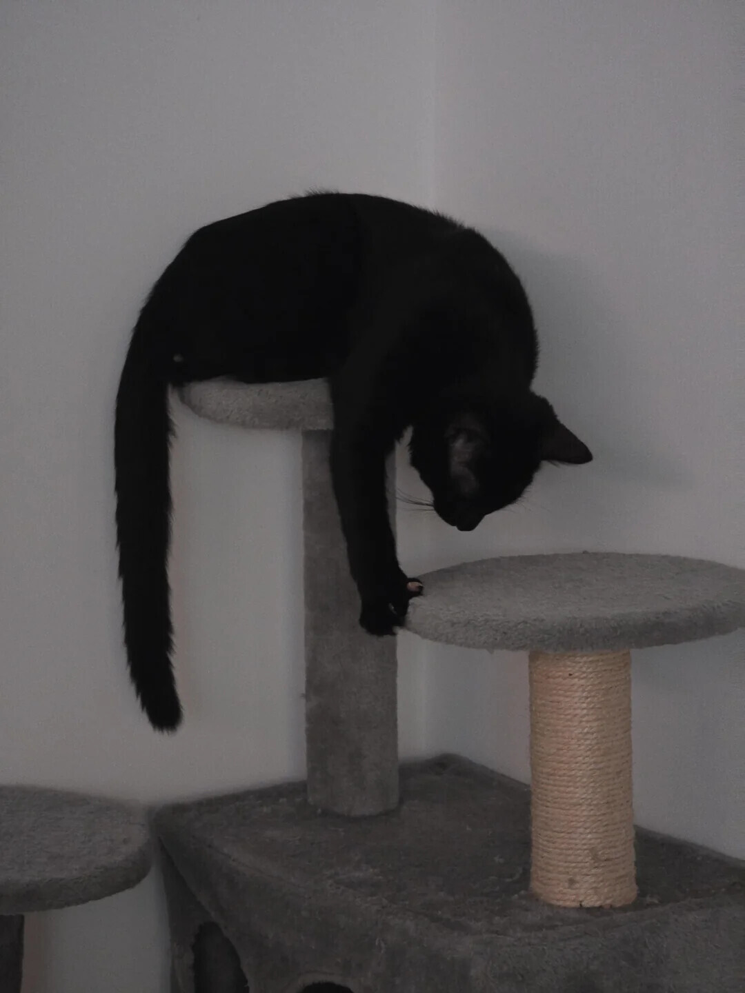 Animals Looking More Smug Than They Deserve to Be