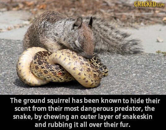GRACKED COM The ground squirrel has been known to hide their scent from their most dangerous predator, the snake, by chewing an outer layer of snakeskin and rubbing it all over their fur.