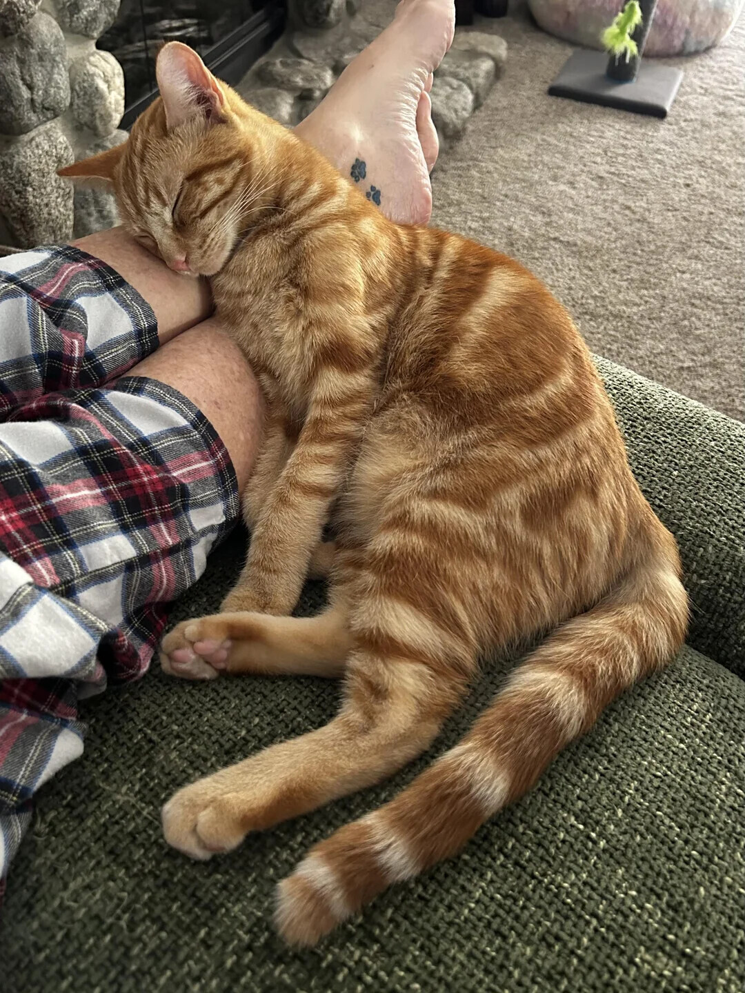 Animals Looking More Smug Than They Deserve to Be