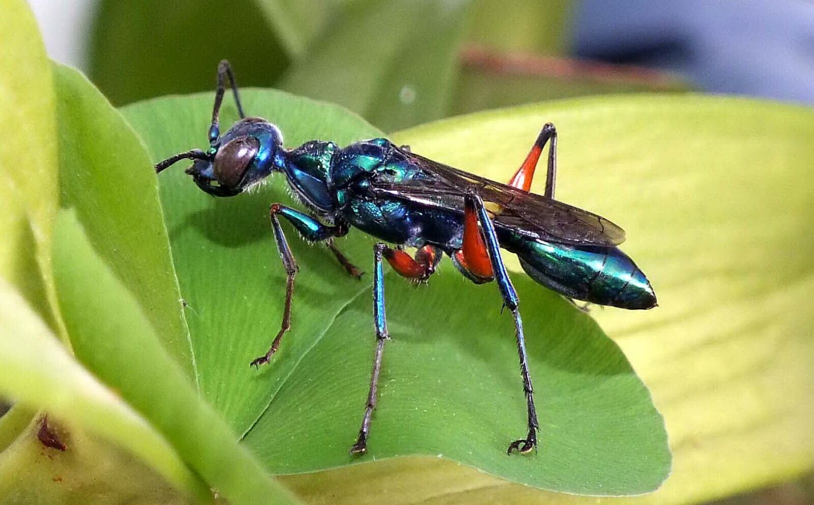Maw Insect 15 Bits of Info You Might Be Better Off if You Didn't Know | Cracked.com