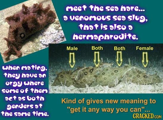 meet the see hare... a venomous see slug, that is also a hermaphrodite. Both Both Female Male when meting, they have 30 orgy where some of them set as both Kind of gives new meaning to genders at get it any way you can... the same time. CRACKED.COM