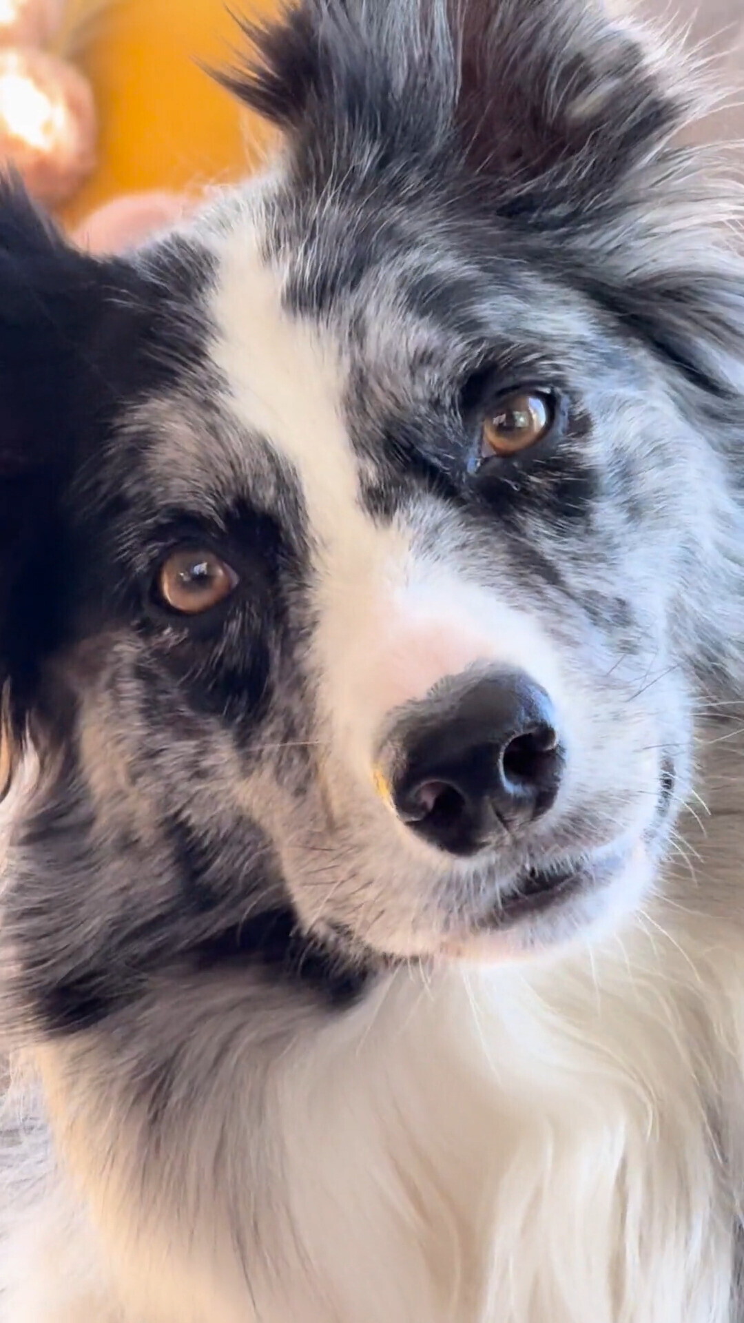 Animals Looking More Smug Than They Deserve to Be